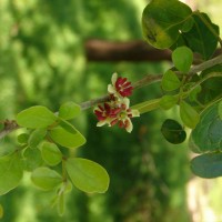 Limonia acidissima L.